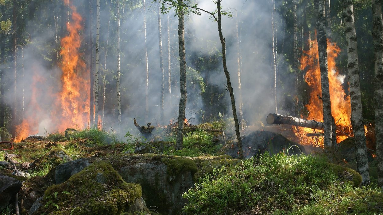 1997 Indonesian Forest Fires