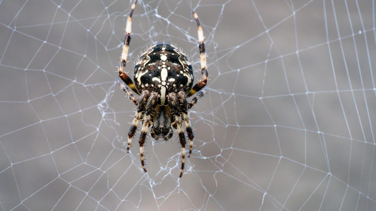 How To Overcome Your Fear Of Spiders With Simple And Effective Techniques