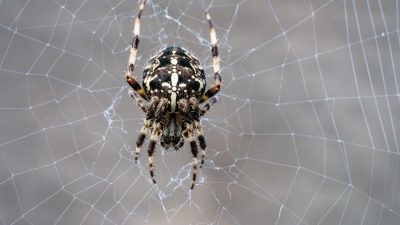 How To Overcome Your Fear Of Spiders With Simple And Effective Techniques