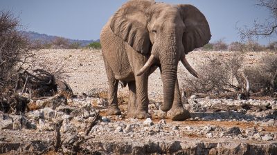 Why Elephant Dung is a Valuable Resource for Scientists